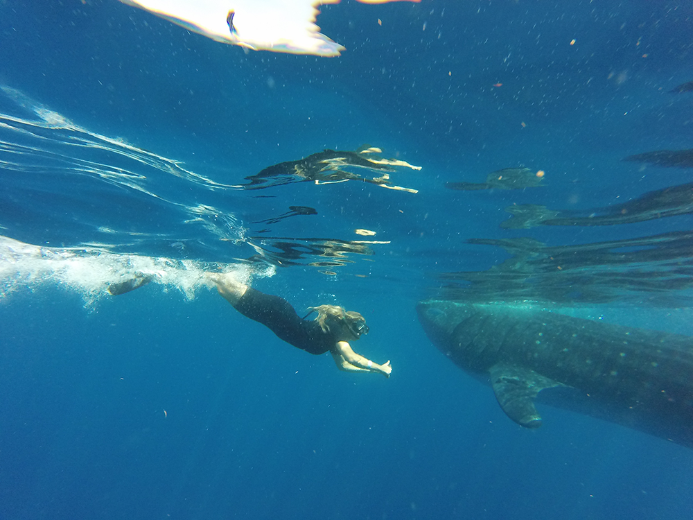snorkel with whale sharks cancun mexico