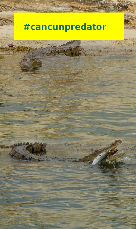 nichupte lagoon crocodiles predators