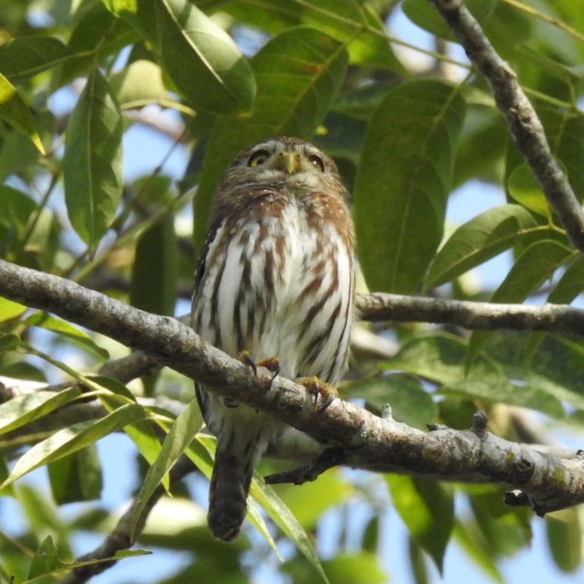 Birding Tours Mexico