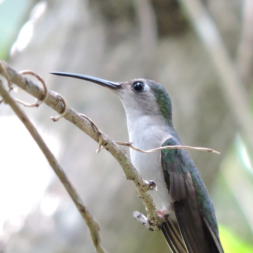 Birdwatching Cancun Mexico