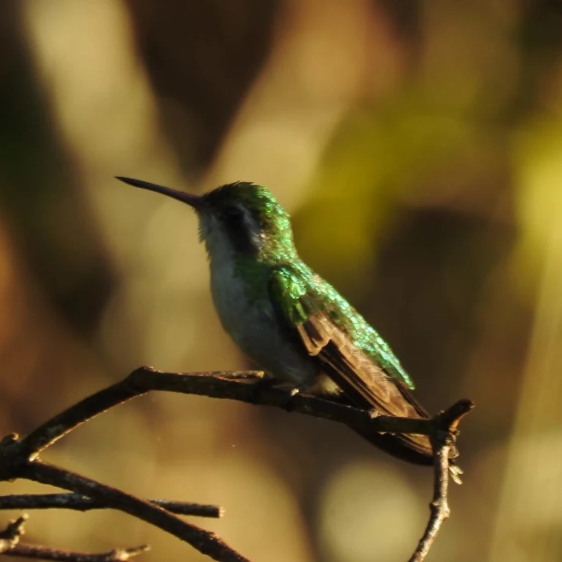 Birdwatching Cozumel Island Mexico