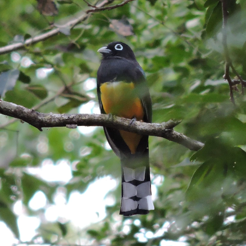 Birdwatching Riviera Maya