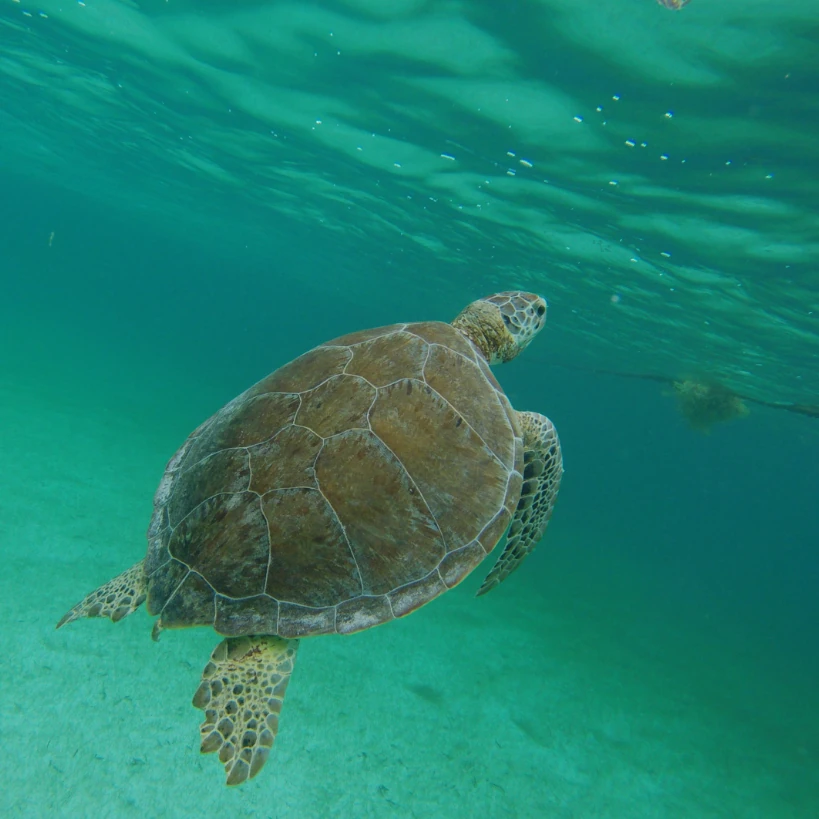 Marine Turtles Snorkel Tour From Cancun and The Riviera Maya