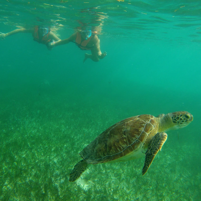 Private Tour Swim Marine Turtles Akumal