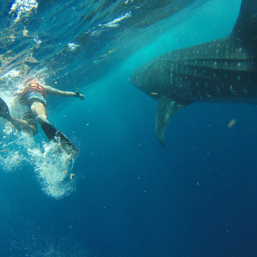Private Whale Shark Tour Cancun Isla Mujeres
