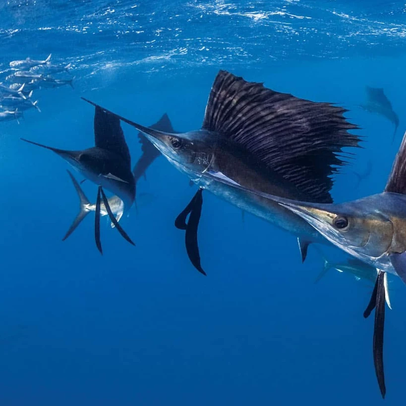 Sailfish Dive Snorkel Tour Cancun