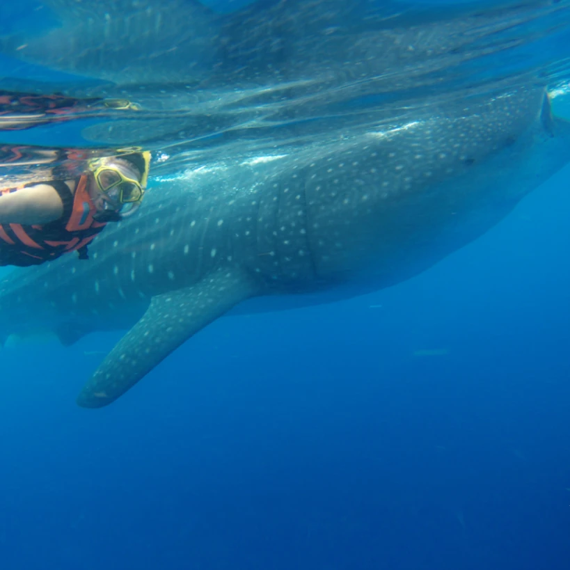 Whale Shark Tour Cozumel Mexico