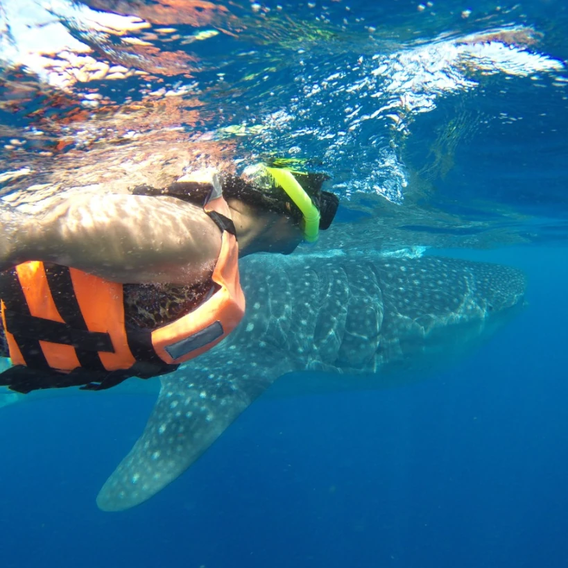 Whale Shark Cancun Mexico Snorkel Tour