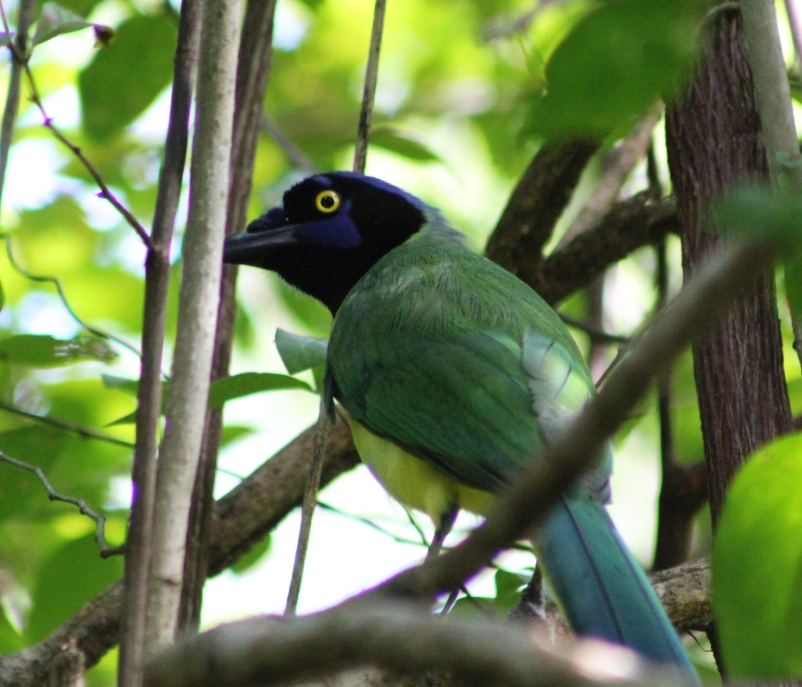 Birdwatching Cancun Mexico