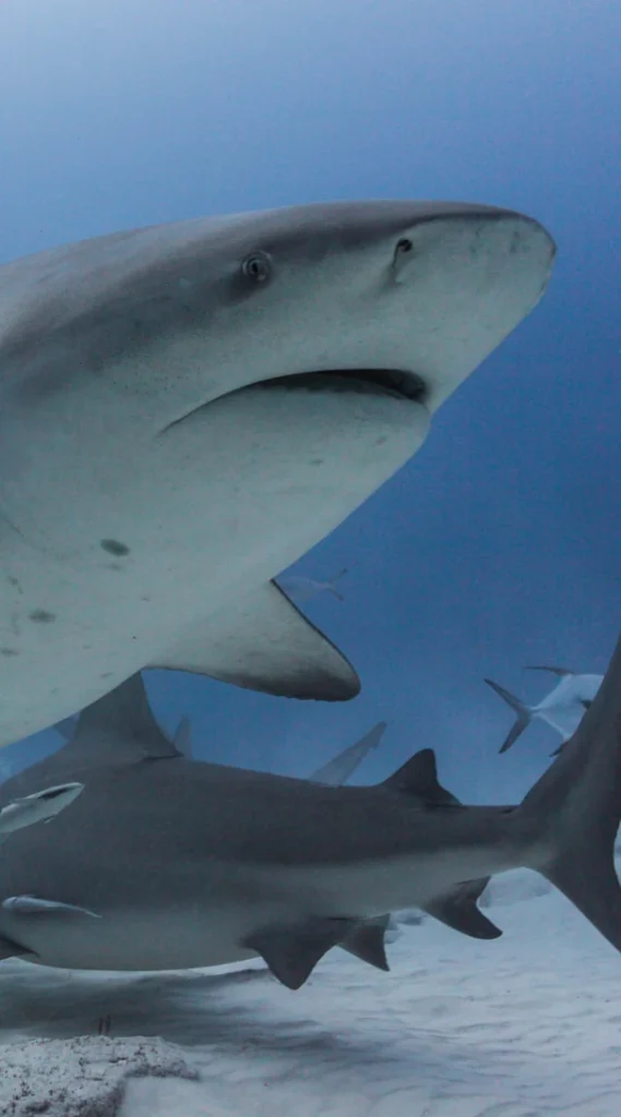 Cancun Swim with sharks bull shark