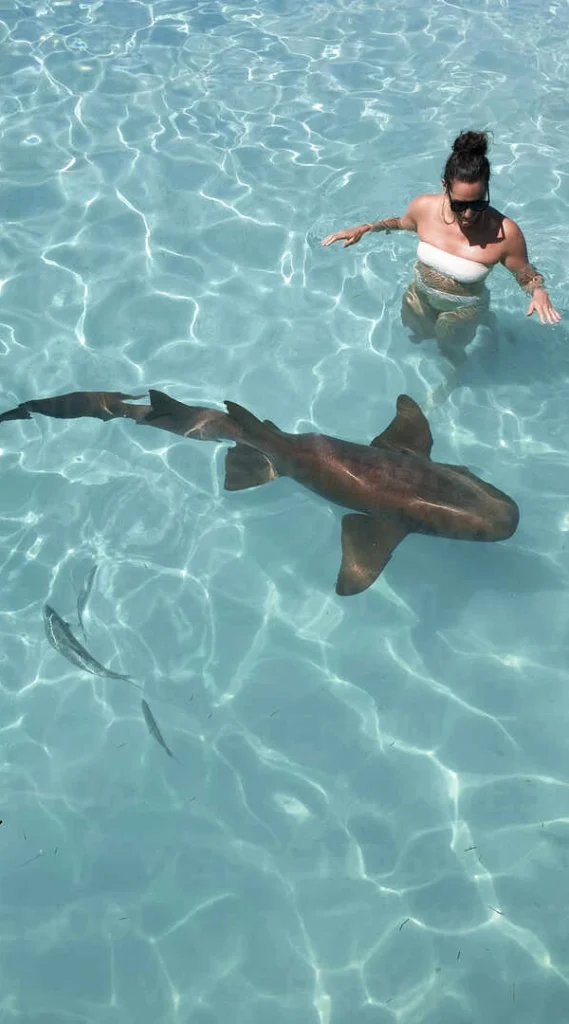 Cancun Swim with sharks nurse shark