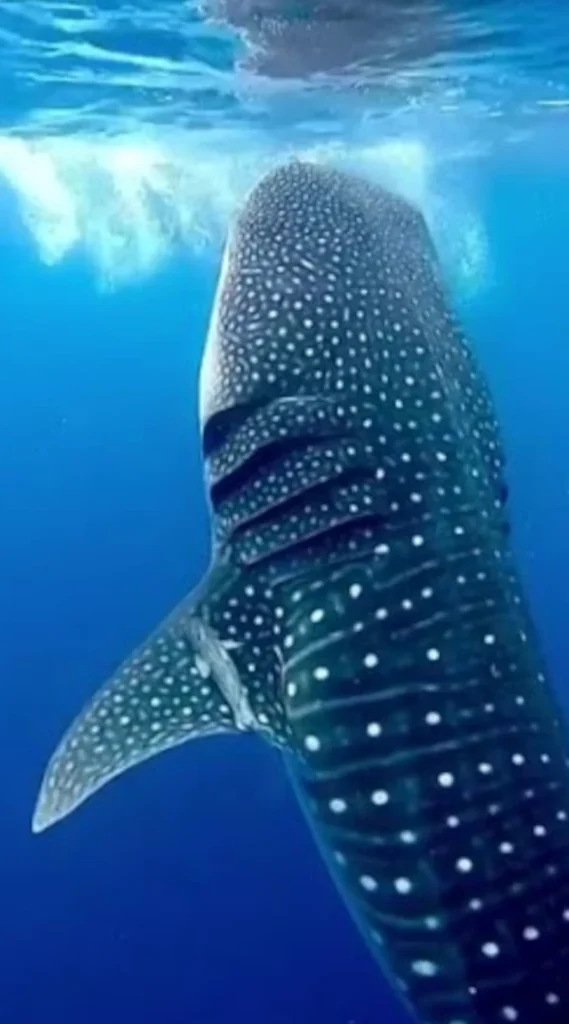 Cancun Swim with sharks whale shark