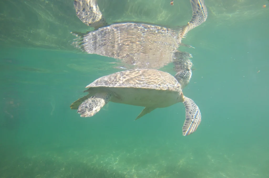 marine turtles tour cancun mexico