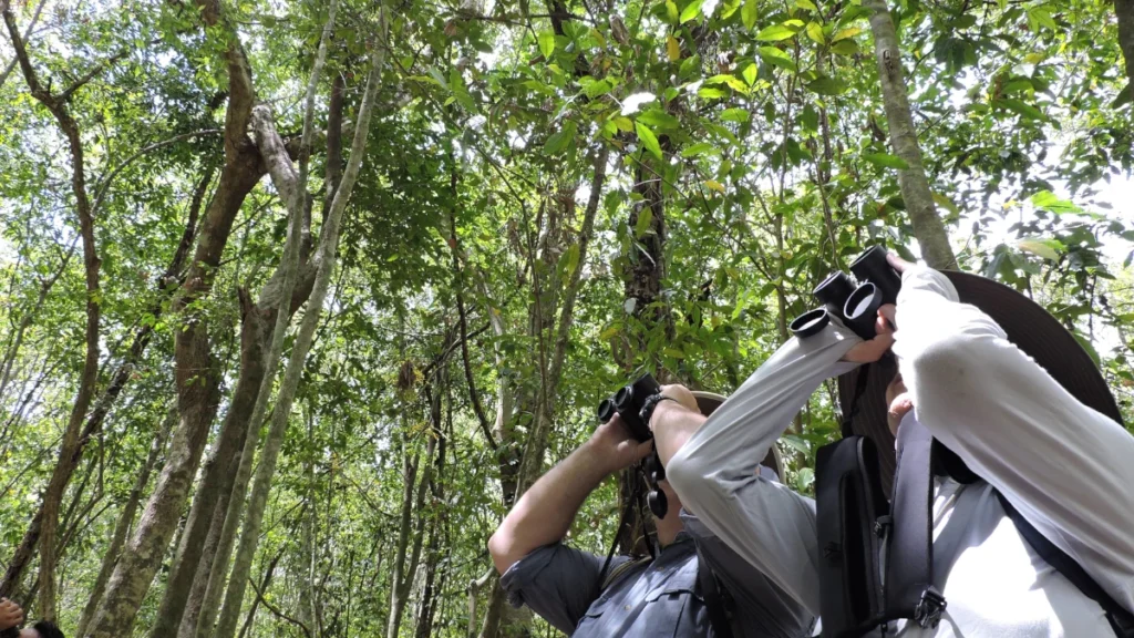 birdwatching-tour-cancun-mexico