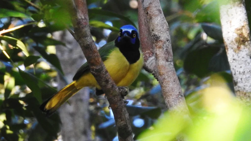 birding tours mexico