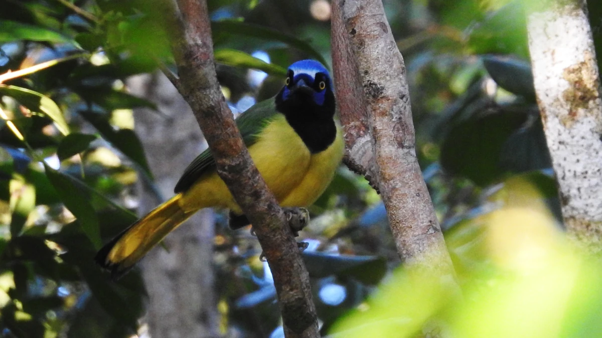 birding tours mexico