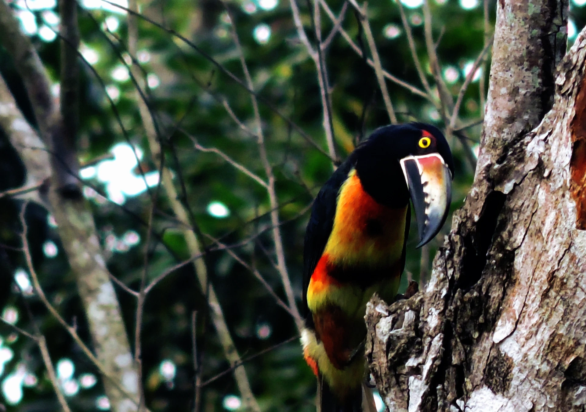 cpnpty excursions birding tours mexico