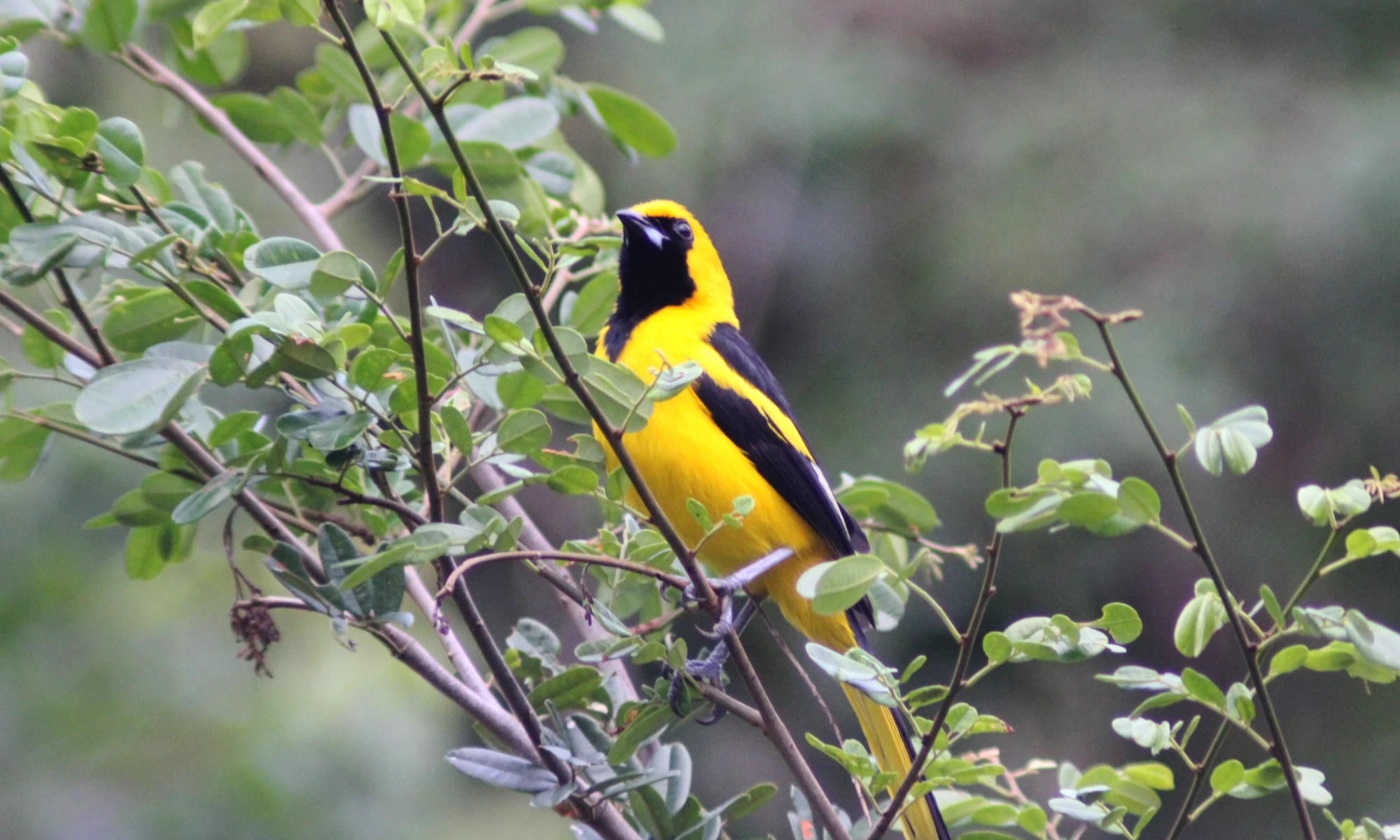 contoy excursions birding tours cancun Mexico
