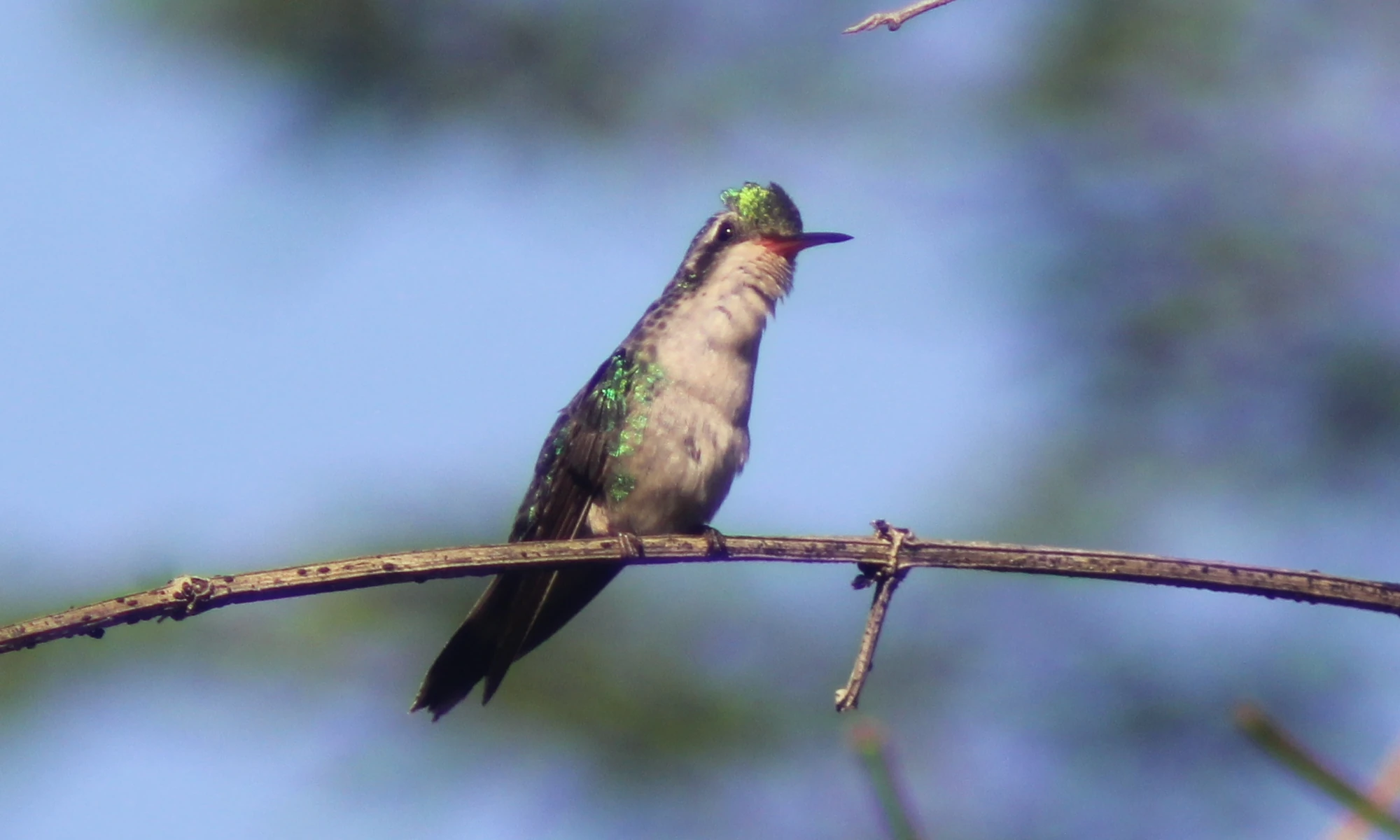 contoy excursions birding tours mexico