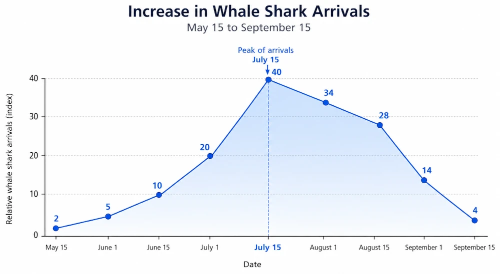 Best Time to See Whale Sharks in Cancun, Mexico