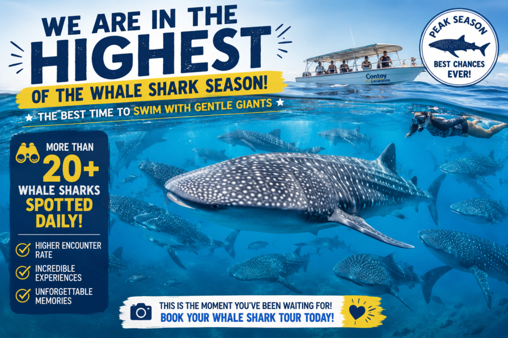 The best time to swim with whale sharks in Mexico
