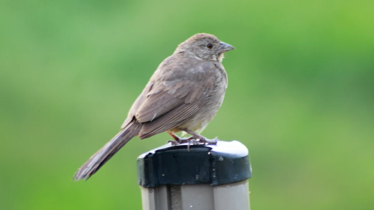 birding trips yucatan mexico